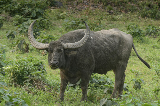 Wild Water Buffalo or Bubalus arnee in Manas National Park, Assam, India