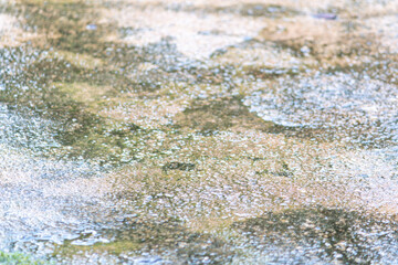 Fototapeta premium Wet Concrete Surface with Green Moss and Water Droplets Texture Background