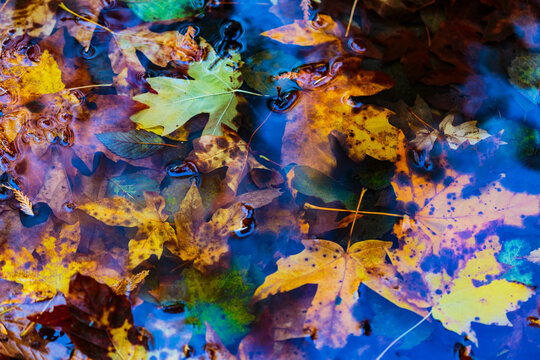 Newly fallen big leaf maple leaves in the Lyre River, North Olympic Land Trust, Joyce