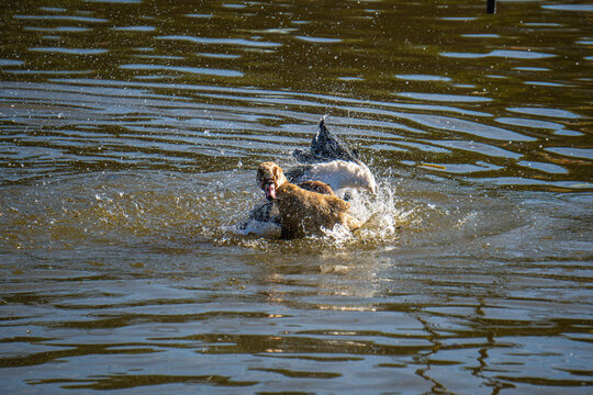 Egyptian Goose Catapulting Black Wing Fin Skyward Like a Shark Fin While Body Writhes Forward Through Glittering Lake Water