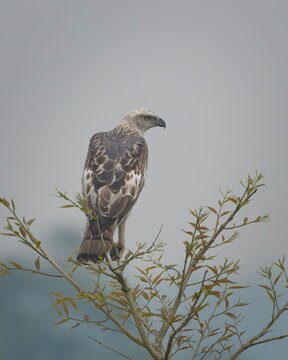 Changeable Hawk-Eagle or Nisaetus cirrhatus perched on treetop in Manas, Assam