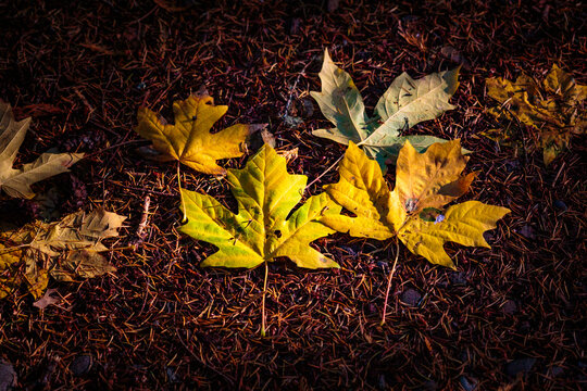 Newly fallen big leaf maple leaves in the Lyre River, North Olympic Land Trust, Joyce