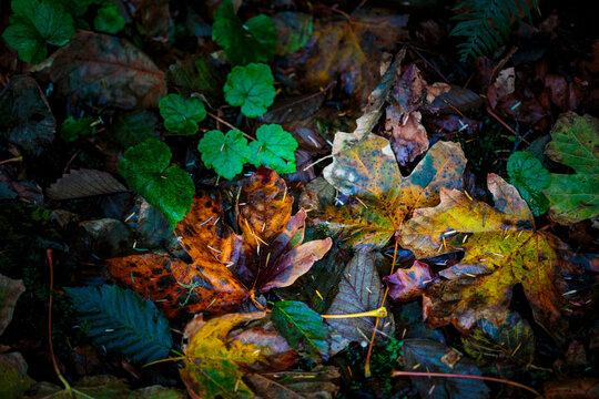 Newly fallen big leaf maple leaves in the Lyre River, North Olympic Land Trust