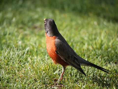 American Robin at the Cheam Lake Wetlands Regional Park during a spring season in Rosedale, Fraser Valley, British Columbia, Canada