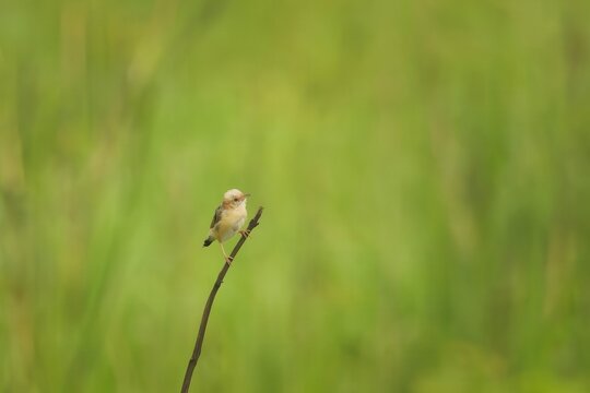 Golden-headed Cisticola or Cisticola exilis perched on stem in Manas Assam India