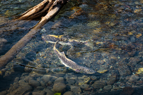 Chinook salmon spawning in the lower Elwha River, Port Angeles