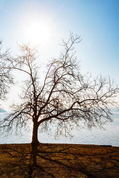 Sun rising behing a leafless decidious tree, Seward Park, Seattle.