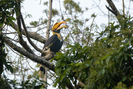 Great Hornbill or Buceros bicornis perched on tree in Manas National Park, Assam