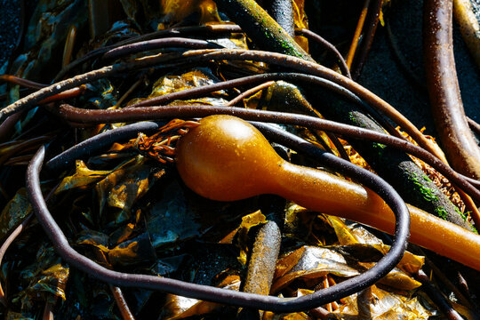 Bull kelp and seaweed on the beach at low tide on Freshwater Bay along the Strait of Juan de Fuca