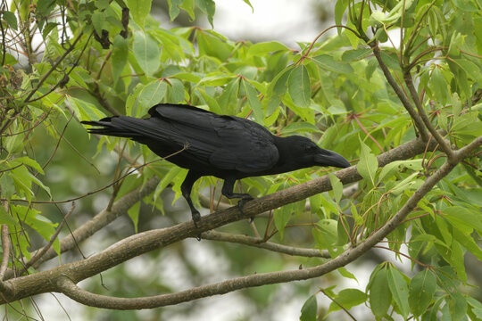 Large-billed Crow perched on a leafy tree branch in Manas Park, Assam, India.
