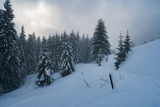 View of snow-covered evergreen forest with tall spruce trees under a misty winter sky near Liptovska Luzna Raztoky, Zilina Region, Slovakia.