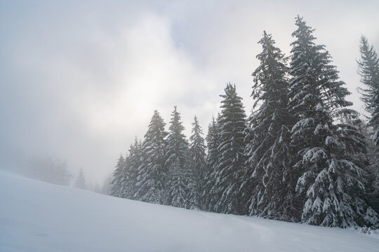 View of snow-covered pine trees on a misty mountain slope under a cloudy winter sky in Raztoky, Zilina Region, Slovakia.
