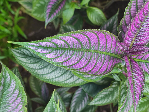 Leaf of Strobilanthes Dyeriana. Also called Persian Shield, it is an evergreen tropical plant in the Acanthaceae family. Known for its bright, shimmering leaves in shades of purple, silver, and green.