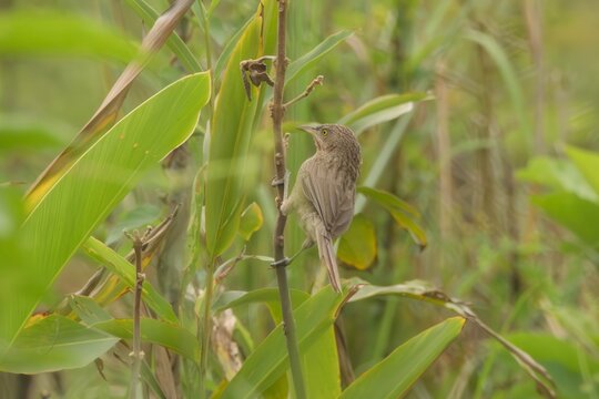 Striated Babbler or Argya earlei perched in vegetation at Manas, Assam, India