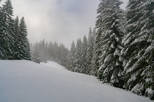 View of a snow-covered meadow and dense evergreen forest under a misty winter sky near Liptovska Luzna in Raztoky, Zilina Region, Slovakia.