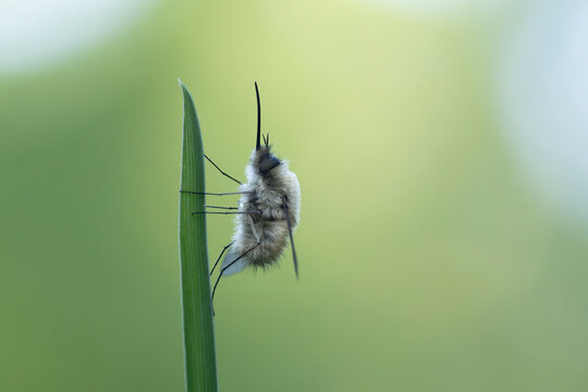 Middle Bee-fly Bombylius medius perched on grass in early spring