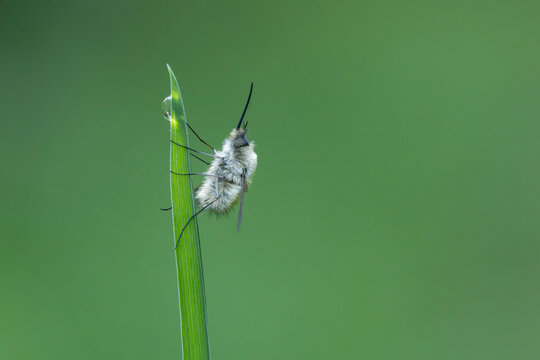 Middle Bee-fly Bombylius medius perched on grass in early spring