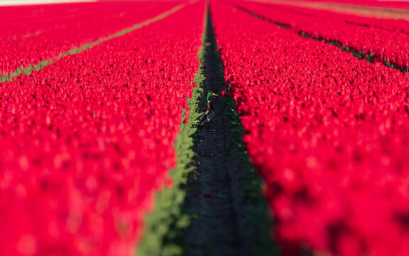 View of a mallard duck standing in a narrow dirt path between vibrant rows of blooming red tulips in Ursem, North Holland, Netherlands.