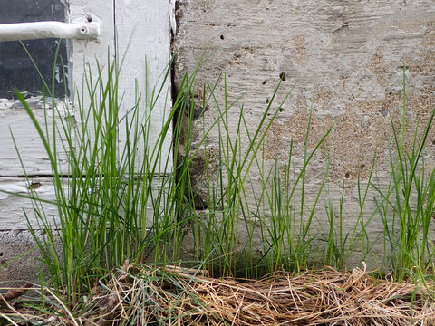 De l'herbe pousse sur le mur d'une vieille maison. Fen&ecirc;tre en bois et fondations en b&eacute;ton.