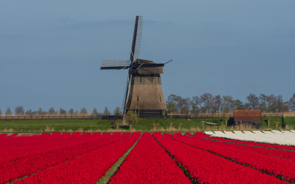 View of the Bovenmolen G windmill standing behind a vibrant field of red and white tulips under a clear blue sky in Schermerhorn, Noord-Holland, Netherlands.