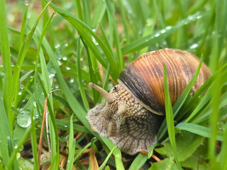 Garden snail crawling in wet green grass after rain © Анастасия П.