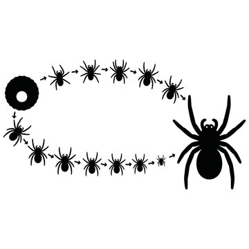 Arachnid Metamorphosis and Growth Stages Educational Illustration