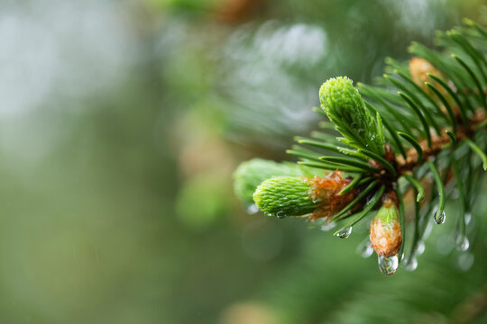 Nature background from spruce trees with young sprouts in water drops under rain in park, evergreen natural environment renewal.