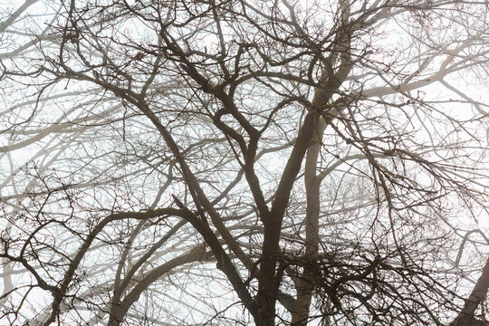 A large tree in winter, bare branches, fog in the air.
