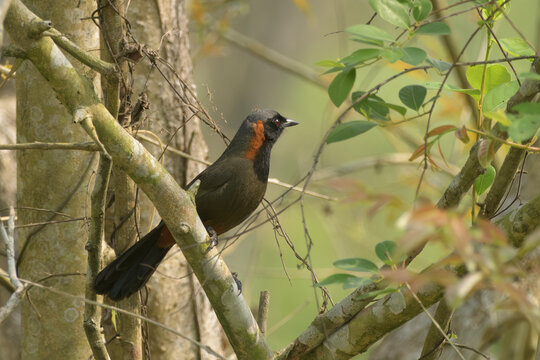 Rufous-necked Laughingthrush perched in forest foliage at Manas, Assam, India.