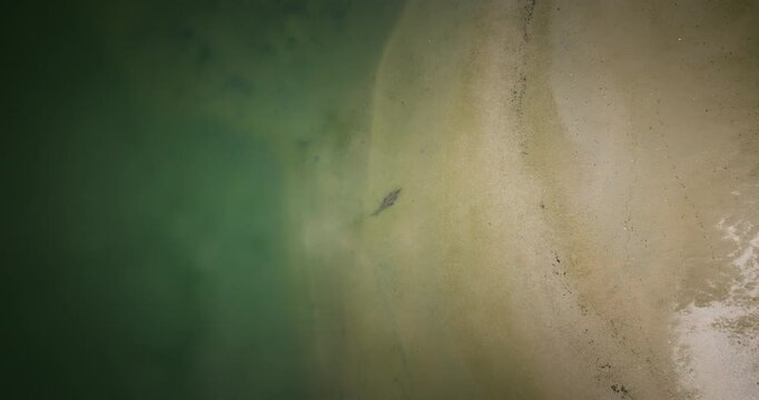 Cayman crocodile rest on sandy bottom of Rio Piedras. Overhead aerial descent