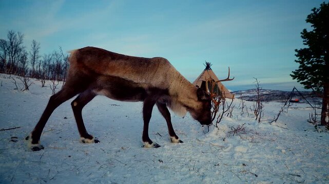 Reindeer forages for food in snow with traditional Sami lavvu tent in background in Troms&oslash;, Norway