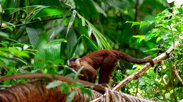 Capuchin monkey use tail to grip tree branch for balance in lush rainforest