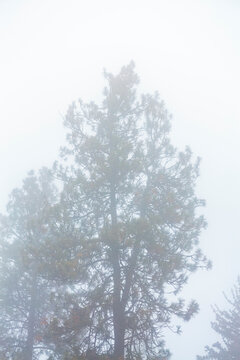 Fog through trees, a misty outline of a pine tree.