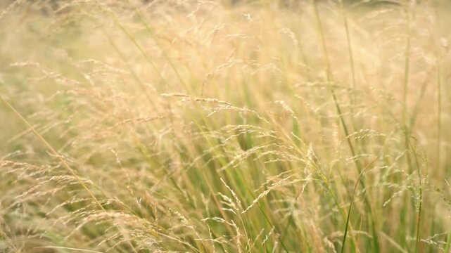Golden wild grass swaying gently in soft slow motion breeze
