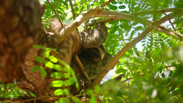 Relaxed sleeping sloth on tree branch in lush canopy, South America