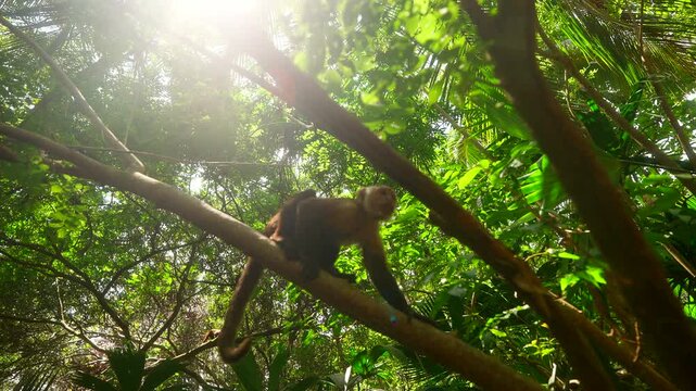 Upward view of cute Capuchin monkey climbing tree canopy, Tayrona National Park
