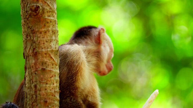 Close-up slow motion view of Capuchin monkey eating plant root in rainforest