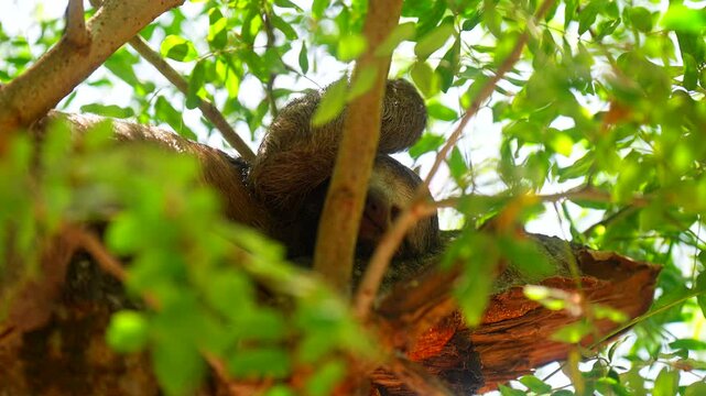 Sleeping arboreal sloth (xenarthran mammal) in tree canopy, telephoto upward view