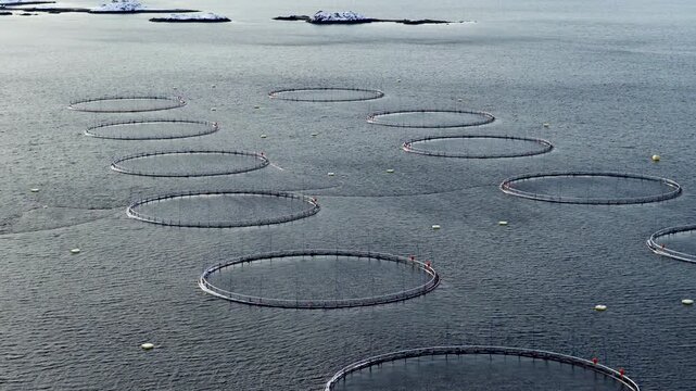 Circular net pens of aquaculture salmon farm in cold water of fjord in Troms&oslash;, Norway. Aerial drone, copy space