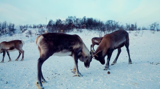 Pair of reindeer in white snowy winter landscape sparring using antlers, Norway