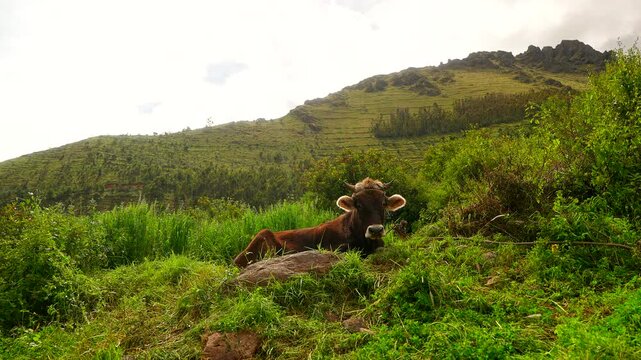 Brown ox grazes on a lush green hillside in the Sacred Valley, Peru. This high-altitude Andean landscape shows traditional livestock grazing in South America during a cloudy afternoon