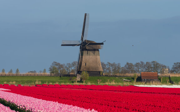 View of the historic Bovenmolen G windmill standing behind a blooming field of red and pink tulips under a clear blue sky in Schermerhorn, Noord-Holland, Netherlands.