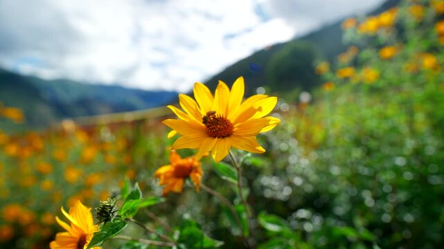 Close-up shot of a vibrant yellow wildflower with a bee on its center swaying in the wind in the Sacred Valley, Peru. Lush green mountains are visible in the blurred background