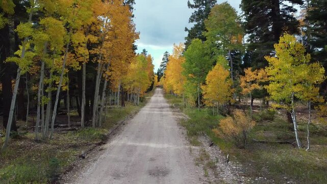 Drone Fly By On Forest Road At Fall Time In The Kaibab National Forest 2023 