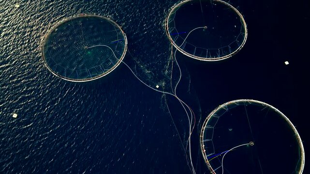 Aquaculture fish farm with round marine pens stocked with Atlantic salmon. Drone