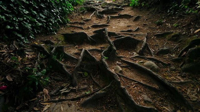 Gnarled tree roots extensively covering a dirt path, creating an uneven natural terrain. Fallen leaves and sparse green vegetation are scattered around the tangled root system, illustrating nature'...