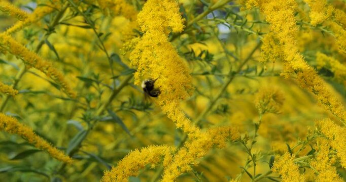 Yellow faced bumblebee pollinating Solidago (Goldenrod) in Victoria Butchart Gardens,British Columbia,Canada.