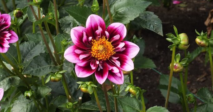 Dahlia Liquid Desire (Collarette Dahlia) in Victoria Butchart Gardens,British Columbia,Canada.