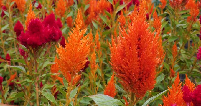 Plumed cockscomb (Celosia argentea) in Victoria Butchart Gardens,British Columbia,Canada.