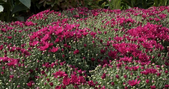 Purple Chrysanthemum in Victoria Butchart Gardens,British Columbia,Canada.